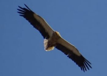 Specia e rrallë po shtohet në Shqipëri, Rama publikon foto nga Lugina e Drinos