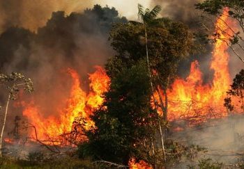 Akuza e fortë e presidenti brazilian: Djegia e Amazonës skenar i OJQ-ve për të fituar para
