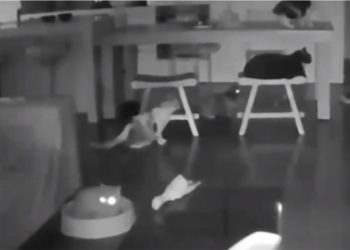 Kafshët janë të parët që ndjejnë tërmetin, video vërteton gjithçka