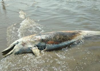 Durrës/ Gjendet delfini i pajetë në breg të detit në Hamallaj