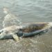 Durrës/ Gjendet delfini i pajetë në breg të detit në Hamallaj