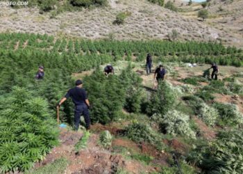 Policia nxjerr në terren 1600 efektivë, kontrollojnë territorin për mbjellje kanabisi