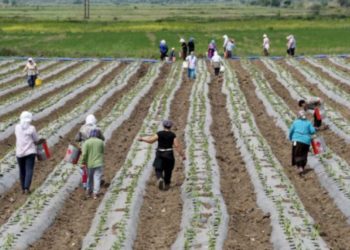 Zgjerohet huadhënia për bujqësinë me skemat e reja, arrin në rreth 4.7 miliardë lekë