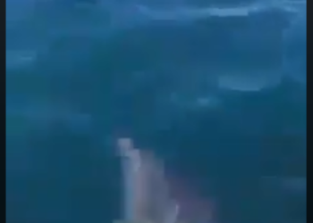 Rama nxjerr VIDEO, delfinët dhurojnë spektakël në brigjet e Karaburunit