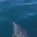 Rama nxjerr VIDEO, delfinët dhurojnë spektakël në brigjet e Karaburunit