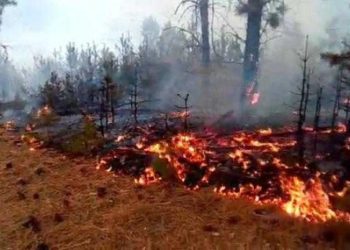 Flakët përpijnë pemët në qarkun e Korçës, kërkohet ndihmë nga Greqia