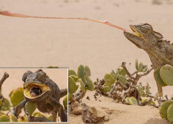 FOTO/ Moment i mahnitshëm kur një kameleon lëshon gjuhën në gjahun e tij për të kapur një mizë të pafat