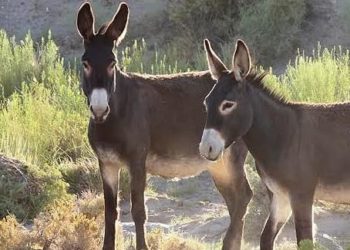 “Simbol jetese i Amerikës”/ Policia ofron 18 mijë $ për të gjetur vrasësit e gomerëve