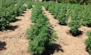 Agjesohet kanabis në Prrenjas, pranga 30-vjeçarit, procedohen inspektori i pyjeve e kryeplaku