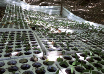 Pranga 28-vjeçarit në Mat, ishte në kërkim për drogë dhe armë