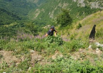 Arrestohen tre persona, kultivuan kanabis në Këlcyrë e Memaliaj, nën hetim edhe dy kryepleqtë