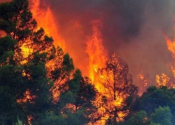 Zjarri përfshin pyllin me pisha në Klos, era favorizon flakët