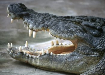 Krokodili ngjitet në çati, tmerrohen banorët (video)