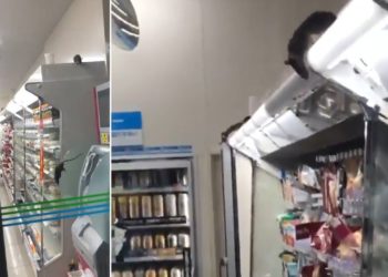 VIDEO/ Minjtë “bëjnë dasmë” në supermarket pasi ikin njerëzit
