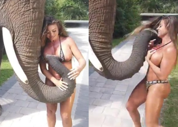 VIDEO+FOTO/ Moment i sikletshëm për modelen, elefanti përpiqet t’i “shqyejë” bikinin