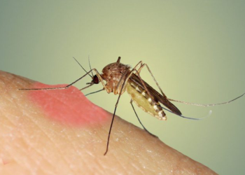 Alarmi ekspertëve/ Rikthehet frikshëm virusi i Nilit, 2 të vdekur dhe 25 të prekur