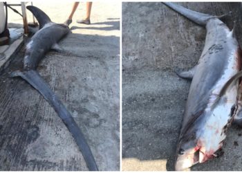 FOTO/ Peshkaqeni 3.3 metra i gjatë kapet në Sazan, peshonte 200 kg