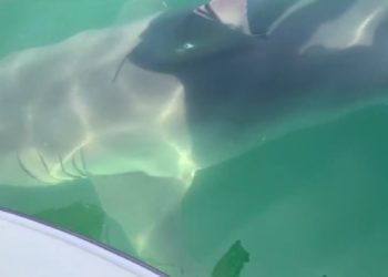 VIDEO/ Panik te turistët, peshkaqeni kalon poshtë varkës