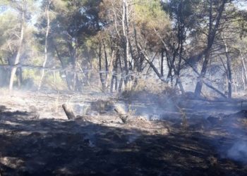 Digjet një sipërfaqe me pemë në Devoll, zjarrfikësit vënë nën kontroll flakët