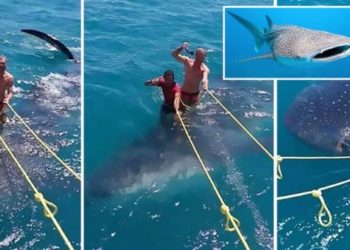 Çmenduria e radhës, sërf mbi kurrizin e peshkaqenit më të madh në botë