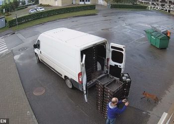 Dhelpra i vjedh ushqimin punonjësit të restorantit që po e filmonte