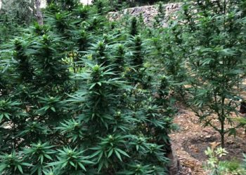 Pranga tre shqiptarëve që kultivonin kanabis në Spanjë, policia iu sekuestron 800 kg drogë