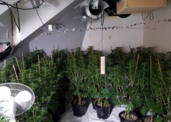 Shtatë shqiptarë dënohen me 15 vite burg në Britani për kultivim kanabisi (emrat)