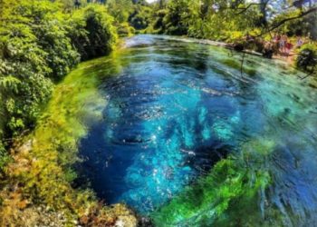 Emrat/ Policia arreston 4 banorë që kishin mbjellë kanabis pranë Syrit të Kaltër