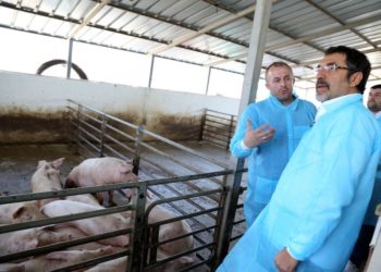 FOTOT/ Çuçi në thertoren e madhe Lezhës: I dhamë fund therjes së kafshëve nëpër rrugë