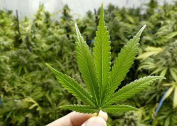 Maqedonia e Veriut fiton mbi 100 mln € nga industria e kanabisit mjekësor