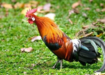 Gjykata franceze i jep të drejtë gjelit: Mund të këndojë sa të dojë!