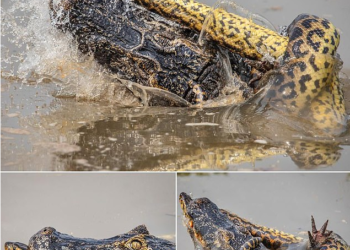 FOTO/ Anakonda 9 metra përleshet me krokodilin, e pabesueshme kush e fiton betejën për jetë a vdekje