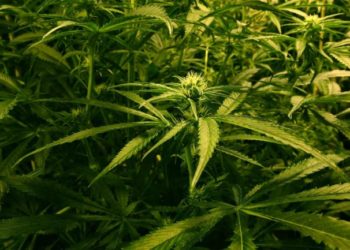 U kap me fermë kanabisi rreth 500 mijë paund, 30-vjeçari nga Shqipëria burgoset në Skoci