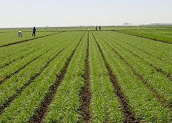 Eksportet bujqësore rriten me 13.4%