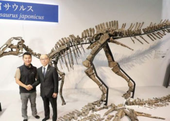 Analizohen kockat 72 milionë vjeçare të dinozaurit më të ri dhe më të madhit të gjetur në Japoni