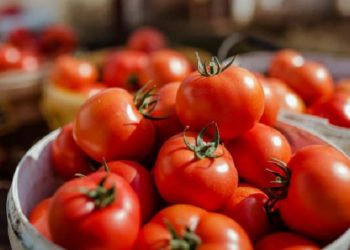 Raporti i OBT/ Shqipëria kryeson me produktet bujqësore dhe fasonerinë