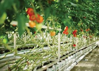 Shifrat e bujqësisë, 22% e prodhimit të perimeve vjen nga serrat