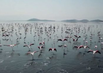 Spektakël në lagunën e Nartës, flamigot ‘vallëzojnë’ në 42 kilometra katrore (video)