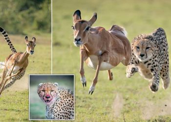 FOTO/ “Darka është gati”, Momenti kur një gatopard arrin të kapë brenda 10 sek gjahun e tij