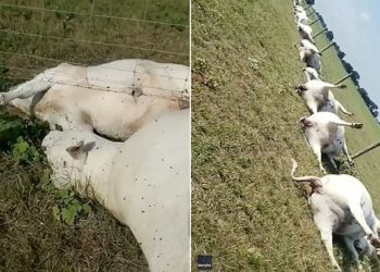 VIDEO+FOTO/ Rrufeja bën namin në Teksas, vret 23 lopë që ishin lidhur në gardh metalik