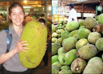 Njihuni me frutin që mund të shpëtojë botën nga uria