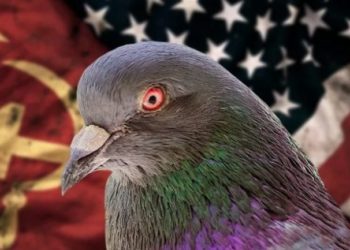 Njihuni me detyrat e “pëllumbave” spiunë në Luftën e Dytë Botërore, CIA zbulon sekretet