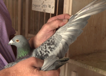 Garat sportive me shpendë, pëllumbi Armando vlen plot 1.2 milionë euro