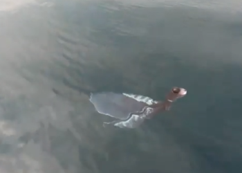 Video/Krijesë misterioze shfaqet në Vietnam, notoi në sipërfaqe dhe kishte një formë të çuditshme