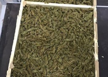 Anti-droga në Peqin/ Policia sekuestrohen 200 kg kanabis, 4 të shoqëruar