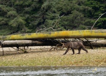 FOTO/ S’ka më salmonë në lumenj, arinjtë po ngordhin nga uria