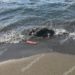 VIDEO/ Një tjetër breshkë uji gjendet e ngordhur nga banorët në plazhin e Velipojës