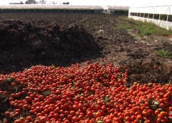 Nuk kanë treg shitje, fermerët e Myzeqesë hedhin në kanal tonelata domate