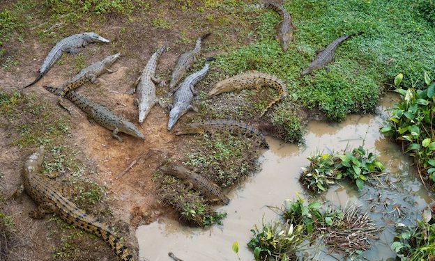 Wild saltwater crocodiles