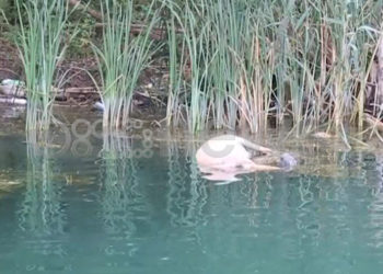 Mali i Zi akuzon shqiptarët për kafshët e ngordhura të gjetura në lumin Buna